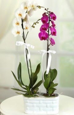 1 mor 1 dal beyaz thal orkide sepet ierisinde  stanbul iek gnderme sitemiz gvenlidir 