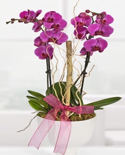2 dall nmor orkide  stanbul yurtii ve yurtd iek siparii 