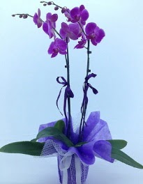 2 dall mor orkide  stanbul iek yolla 