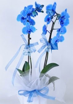 2 dall mavi orkide  stanbul uluslararas iek gnderme 