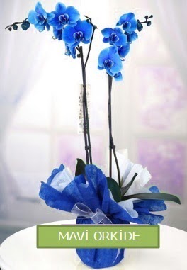 2 dall mavi orkide  stanbul 14 ubat sevgililer gn iek 