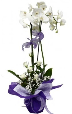 2 dall beyaz orkide 5 adet beyaz gl  stanbul cicek , cicekci 