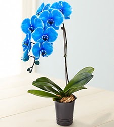 1 dall sper esiz mavi orkide  stanbul iek gnderme sitemiz gvenlidir 