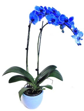 Seramikli 2 dall sper esiz mavi orkide  stanbul nternetten iek siparii 