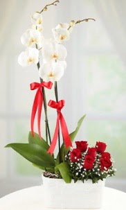 2 dall beyaz orkide ve 7 krmz gl  stanbul online iek gnderme sipari 