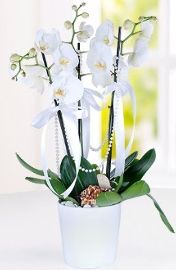 3 dall beyaz orkide  stanbul ieki maazas 