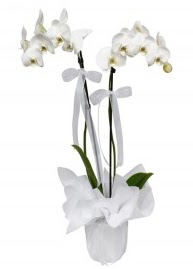 2 dall beyaz orkide  stanbul iek gnderme 