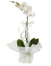 1 dal beyaz orkide iei  stanbul hediye sevgilime hediye iek 