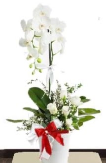 Tek dall beyaz orkide 5 beyaz gl  stanbul cicekciler , cicek siparisi 