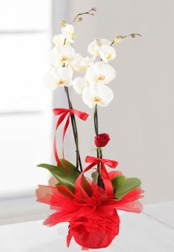2 dall beyaz orkide ve 1 adet krmz gl  stanbul yurtii ve yurtd iek siparii 