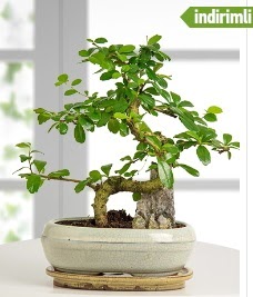 S eklinde ithal gerek bonsai japon aac  stanbul uluslararas iek gnderme 