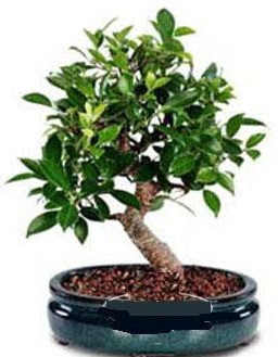 5 yanda japon aac bonsai bitkisi  stanbul yurtii ve yurtd iek siparii 