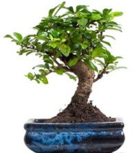 5 yanda japon aac bonsai bitkisi  stanbul iekiler 
