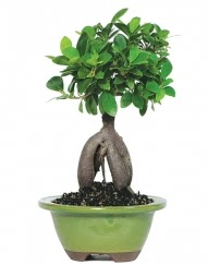 5 yanda japon aac bonsai bitkisi  stanbul iek servisi , ieki adresleri 