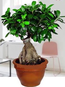 5 yanda japon aac bonsai bitkisi  stanbul iek online iek siparii 