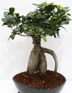 Japon aac bonsai saks bitkisi  stanbul ieki maazas 