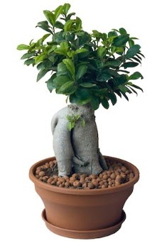 Japon aac bonsai saks bitkisi  stanbul iek siparii sitesi 