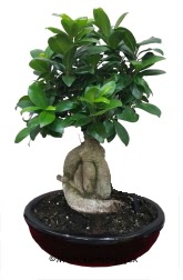 Japon aac bonsai saks bitkisi  stanbul iek siparii vermek 