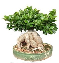 Japon aac bonsai saks bitkisi  stanbul iek siparii sitesi 