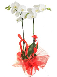 2 dall beyaz orkide bitkisi  stanbul kaliteli taze ve ucuz iekler 