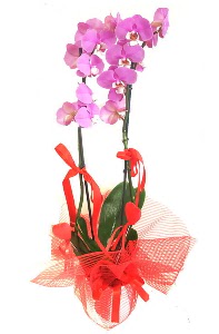 2 dall mor orkide bitkisi  stanbul iekiler 