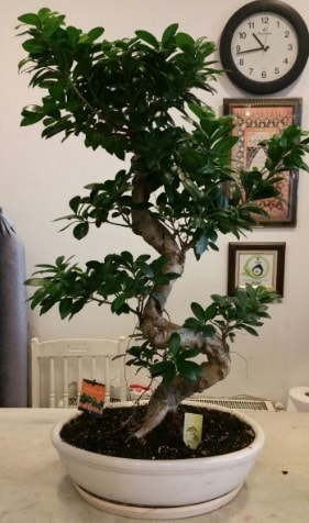 100 cm yksekliinde dev bonsai japon aac  stanbul ucuz iek gnder 