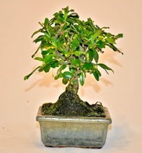 Zelco bonsai saks bitkisi  stanbul nternetten iek siparii 
