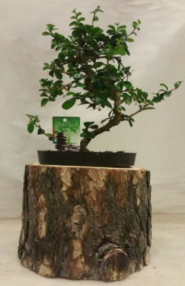 Doal ktk iinde bonsai japon aac  stanbul ucuz iek gnder 