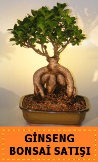 Ginseng bonsai sat japon aac  stanbul iek servisi , ieki adresleri 