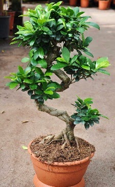 Orta boy bonsai saks bitkisi  stanbul anneler gn iek yolla 