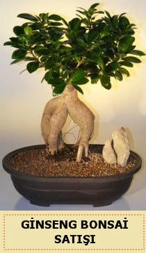 thal Ginseng bonsai sat japon aac  stanbul cicekciler , cicek siparisi 