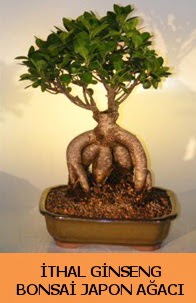thal japon aac ginseng bonsai sat  stanbul ucuz iek gnder 