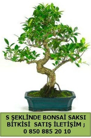 thal S eklinde dal erilii bonsai sat  stanbul iek siparii sitesi 