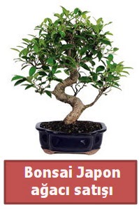 Japon aac bonsai sat  stanbul cicekciler , cicek siparisi 