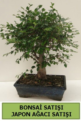 Minyatr bonsai japon aac sat  stanbul hediye iek yolla 