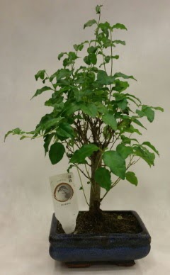 Minyatr bonsai japon aac sat  stanbul internetten iek sat 