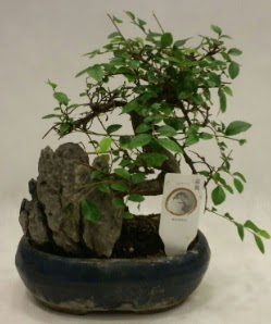 thal 1.ci kalite bonsai japon aac  stanbul iekiler 