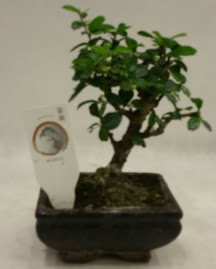 Kk minyatr bonsai japon aac  stanbul iek siparii sitesi 