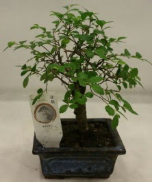 Minyatr ithal japon aac bonsai bitkisi  stanbul iekiler 