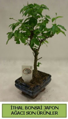 thal bonsai japon aac bitkisi  stanbul online ieki , iek siparii 