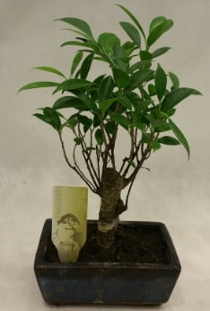 Japon aac bonsai bitkisi sat  stanbul internetten iek sat 