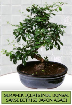 Seramik vazoda bonsai japon aac bitkisi  stanbul cicekciler , cicek siparisi 
