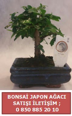 Japon aac minyar bonsai sat  stanbul iekiler 