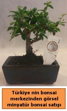 Japon aac bonsai sat ithal grsel  stanbul ieki maazas 