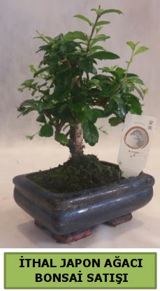 thal japon aac bonsai bitkisi sat  stanbul internetten iek sat 