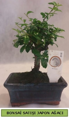 Minyatr bonsai aac sat  stanbul iek siparii sitesi 