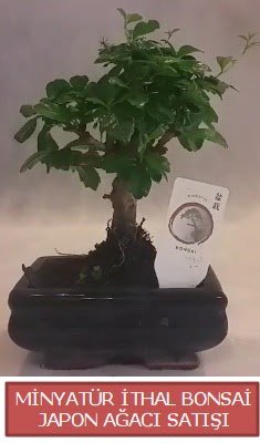 Kk grsel bonsai japon aac bitkisi  stanbul internetten iek siparii 