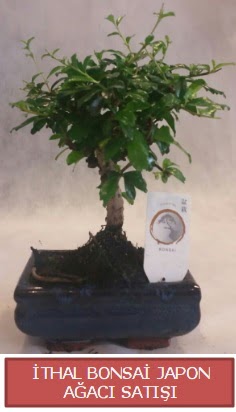 thal kk boy minyatr bonsai aa bitkisi  stanbul internetten iek sat 