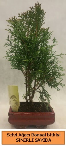 Selvi aac bonsai japon aac bitkisi  stanbul iekiler 