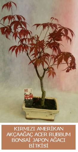 Amerikan akaaa Acer Rubrum bonsai  stanbul kaliteli taze ve ucuz iekler 